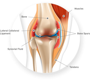 Knew Joint Diagram on Hyalogic.com