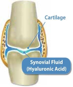 Synovoial fluid and cartilage in the joints diagram